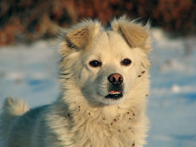 Chaparral Veterinary Clinic | 220 803 Chaparral Dr SE, Calgary, AB T2X 0E5, Canada | Phone: (403) 769-1442