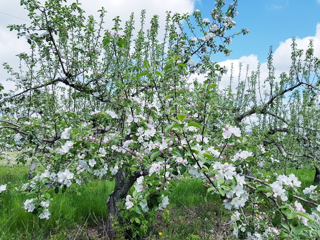 Le Petit Verger du Village | 535 Rang de la Montagne, Mont-Saint-Grégoire, QC J0J 1K0, Canada | Phone: (514) 913-7063