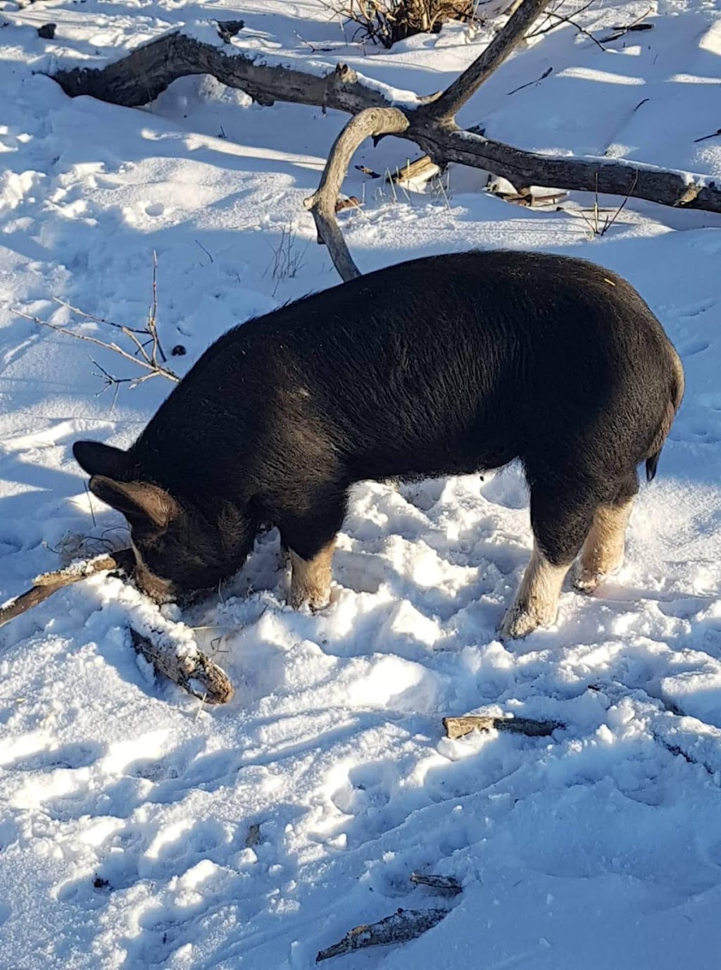 Cobblestone Farm Berkshire Pigs | Box 92, Imperial, SK S0G 2J0, Canada | Phone: (306) 715-2042