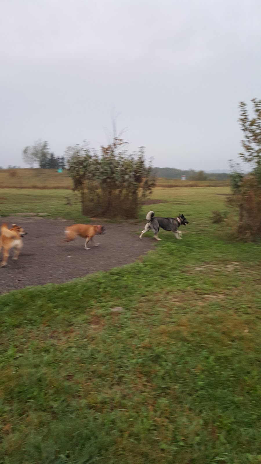 North Whitby Off-Leash Dog Park | 5001-, 5617 Cochrane St, Whitby, ON L1P 2A3, Canada