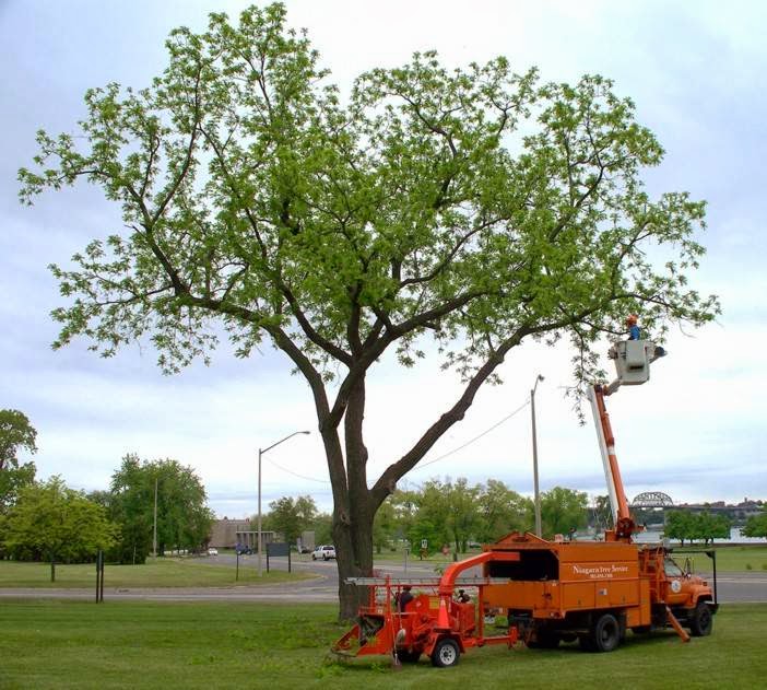 Niagara Tree Service Ltd. | 158 Matthews Rd, Sherkston, ON L0S 1R0, Canada | Phone: (905) 894-1306