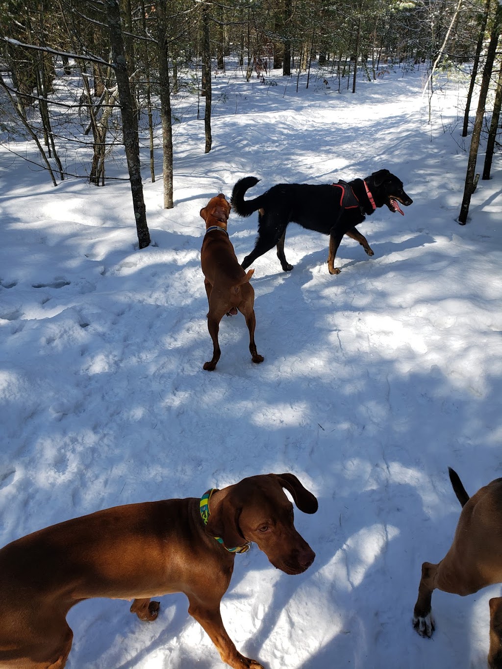 Guides Canins | 1200 Mnt Poirier, Saint-Lazare, QC J7T 0L7, Canada | Phone: (450) 424-1469