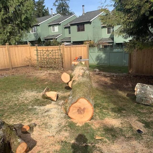 Arbor Solutions Tree Care | 18400 64 Ave, Surrey, BC V3S 1E9, Canada | Phone: (604) 774-5855