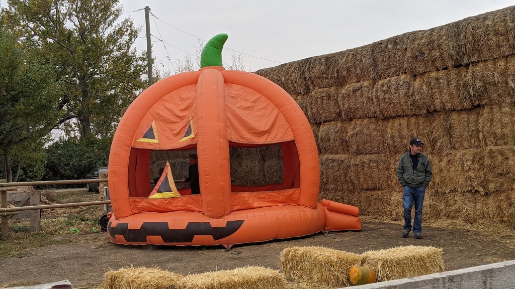 Molnars Pumpkin Festival | Range Rd 173, Barnwell, AB T0K 0B0, Canada | Phone: (403) 315-0728