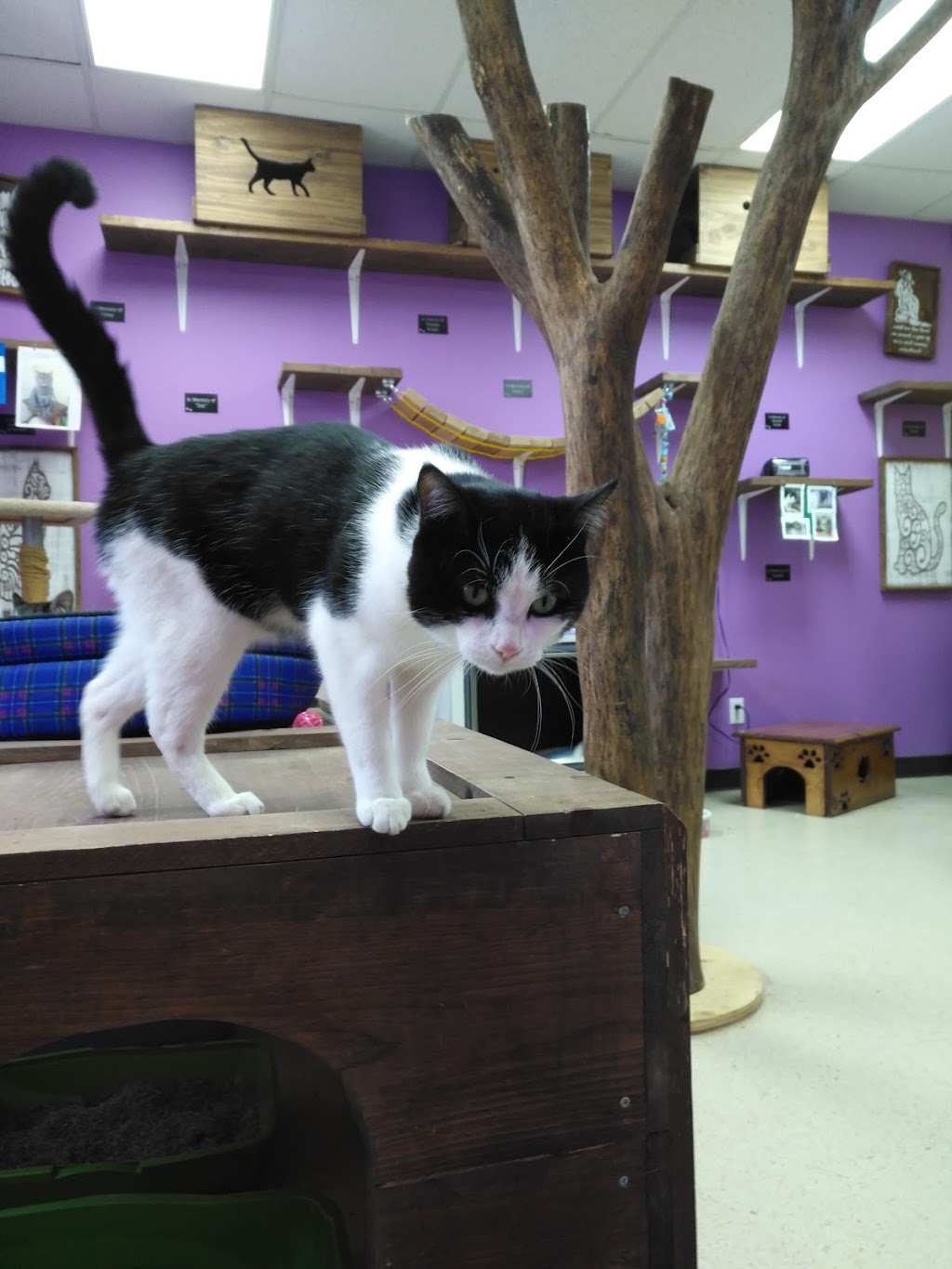 Sarnia & District Humane Society | 131 Exmouth St, Sarnia, ON N7T 7W8, Canada | Phone: (519) 344-7064