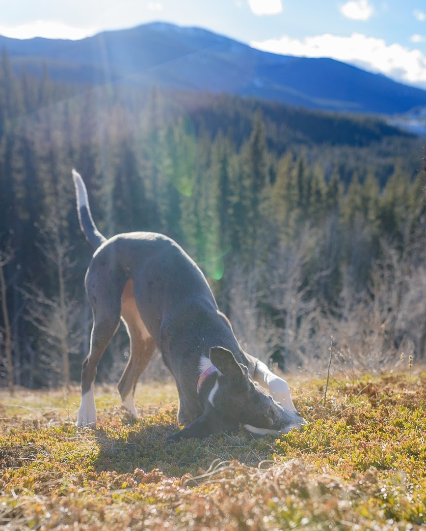 Sibbald Viewpoint - Provincial Recreation Area | Kananaskis, AB T0L, Canada | Phone: (403) 678-3985