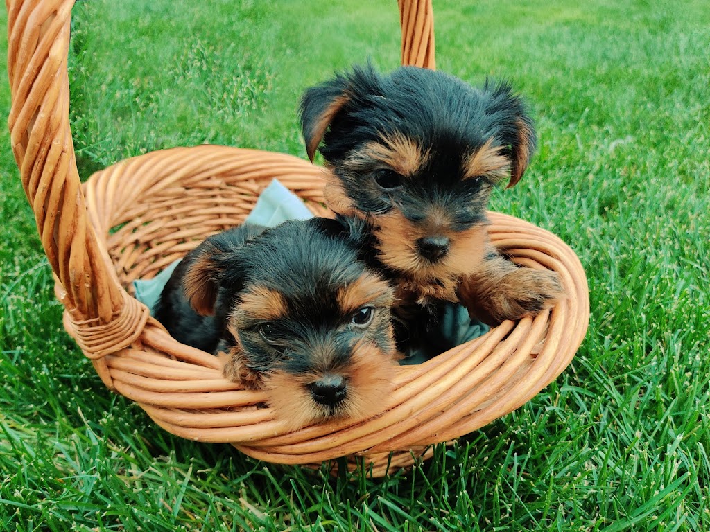 Silver Ridge Yorkies | MB-12, Steinbach, MB R0A 0V0, Canada | Phone: (204) 381-1695