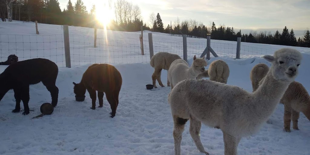 Ferme MarieBob | 104 Rue de la Frontière E, Rivière-Bleue, QC G0L 2B0, Canada | Phone: (418) 551-5766