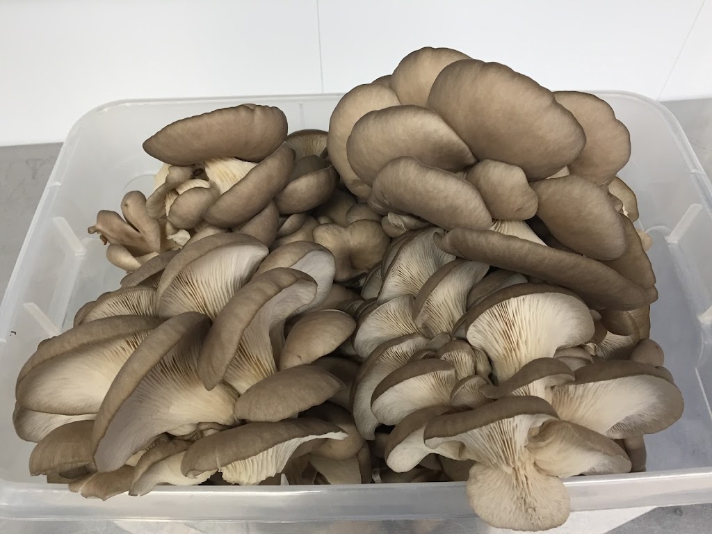 Champignons Charlevoix inc. | 770 Chem. des Loisirs, La Malbaie, QC G5A 1Y3, Canada | Phone: (418) 665-8169