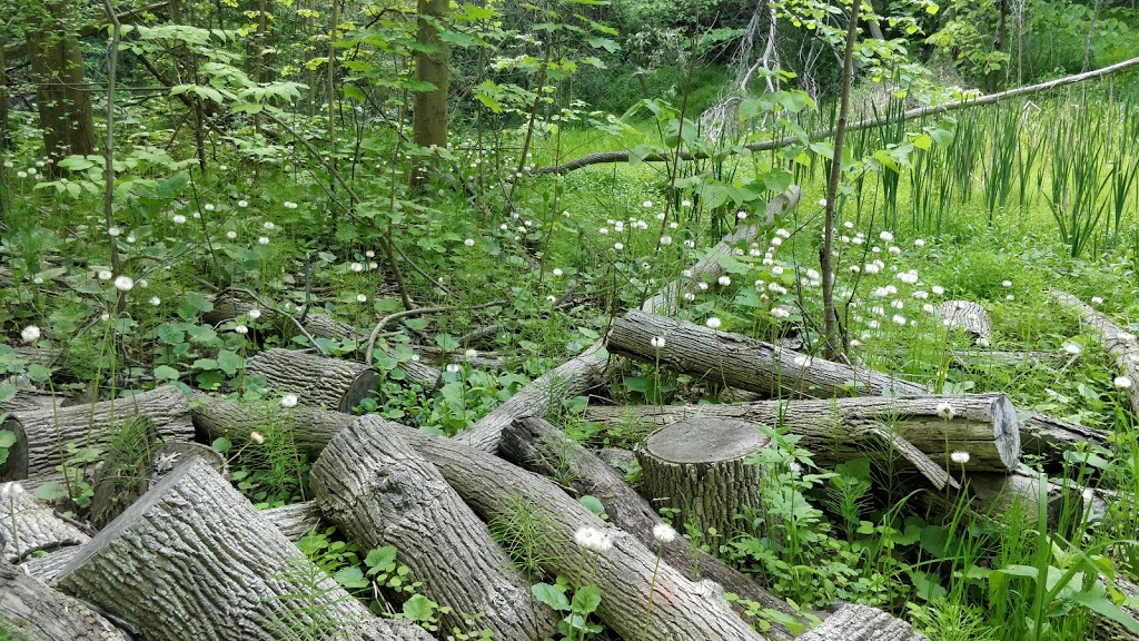 Sherwood park trail | Unnamed Road, Toronto, ON M4P 2B8, Canada