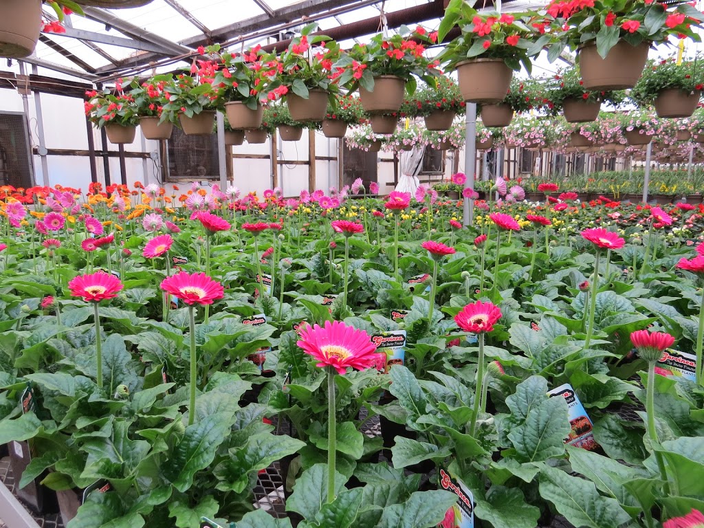 Alton Greenhouses & Garden Centre | 19598 Main St, Alton, ON L7K 1P6, Canada | Phone: (519) 941-8354