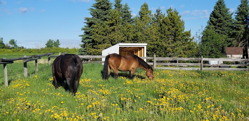 El Rancho Pequeno Canada Inc. - Horse and Tree Farm | 32469 RR40 32469 RR40, Olds, AB T4H 1P3, Canada | Phone: (403) 493-4759