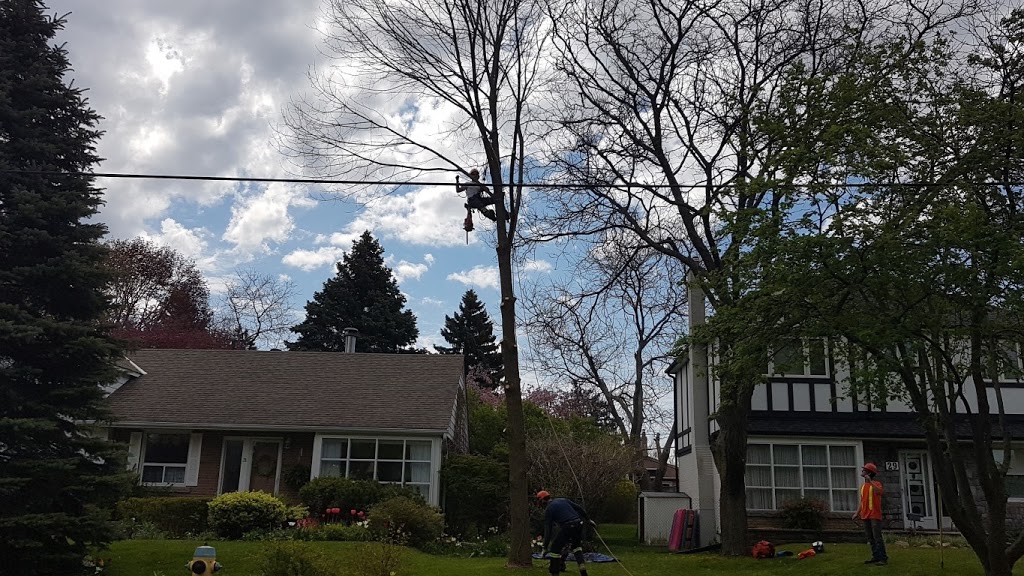 Aspirations Tree Care | 602 Peel St, Whitby, ON L1N 3Y8, Canada | Phone: (905) 668-1463