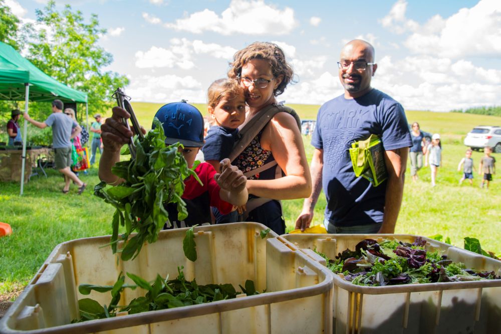 Fertile Ground Farm | 1560 Carmel-Koch Rd, St. Agatha, ON N0B 2L0, Canada | Phone: (226) 747-2552