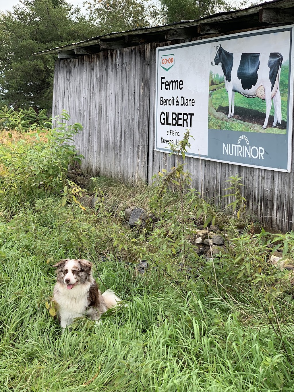 Ferme Benoît et Diane Gilbert et fils | 587 Rue Principale, Saint-Henri-de-Taillon, QC G0W 2X0, Canada | Phone: (418) 487-4688