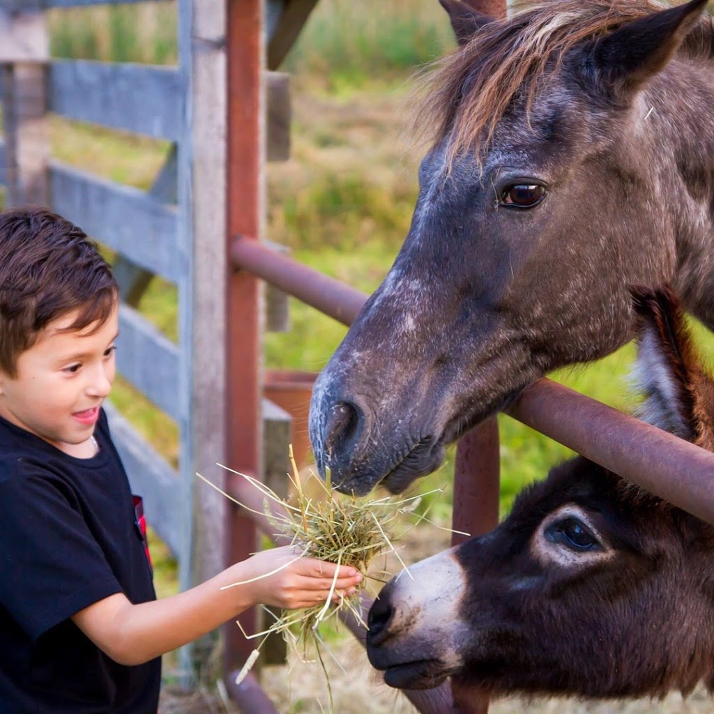 Hillspring Orchard | 1019 QC-202, Franklin, QC J0S 1E0, Canada | Phone: (450) 827-2565