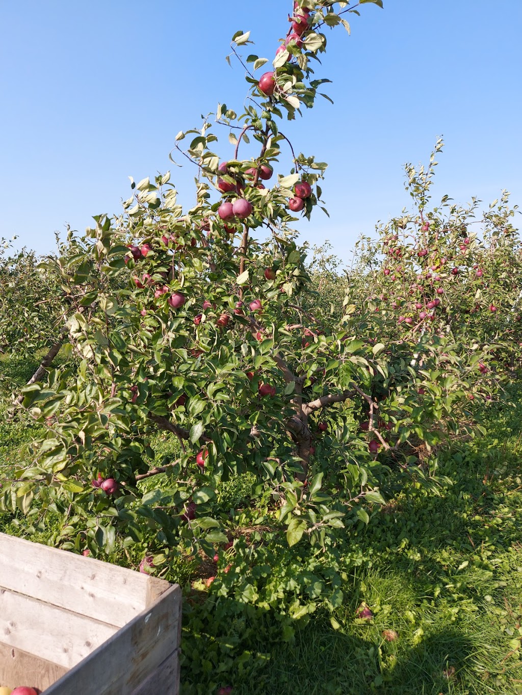 Apple Lane Farm | 54 Prospect Rd, Berwick, NS B0P 1E0, Canada | Phone: (902) 538-7376