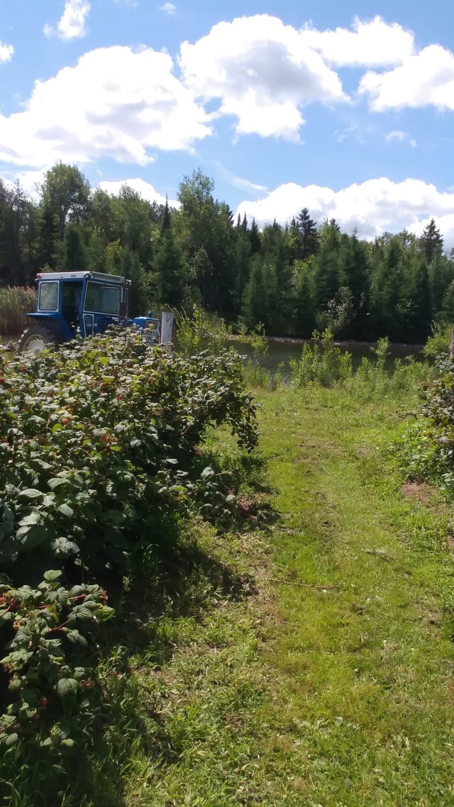 Ferme Au Pré Bleu | 409 Chemin Paul, Ascot Corner, QC J0B 1A0, Canada | Phone: (819) 832-3959