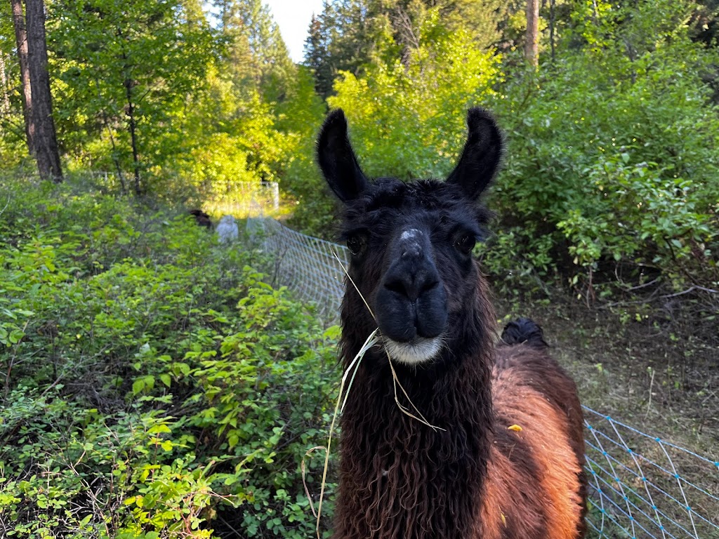 Smith Family Farm | 4960 Steffens Rd, Merritt, BC V1K 1M6, Canada | Phone: (250) 378-5320