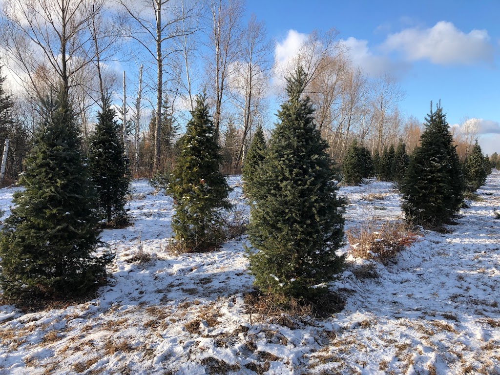 Mageaus Tree Farm | 4843 27, Carlsbad Springs, ON K0A 1K0, Canada | Phone: (613) 822-0795