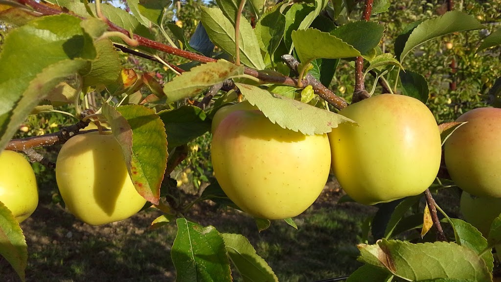 Ravenskill Orchards & Gabbies Premium Cider | 1240 Coats Dr, Gabriola, BC V0R 1X4, Canada | Phone: (250) 325-1111