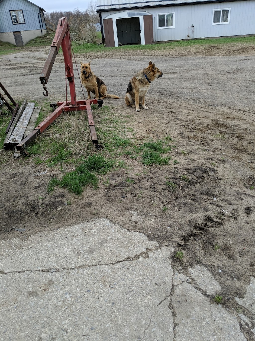 Caskenette Farms Ltd | 1104 Fernlea, Tillsonburg, ON N4G 4G7, Canada | Phone: (519) 842-5187