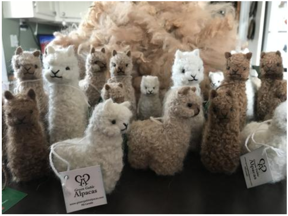 Green Gable Alpacas | 5627 PE-12, Tyne Valley, PE C0B 2C0, Canada | Phone: (902) 303-0647