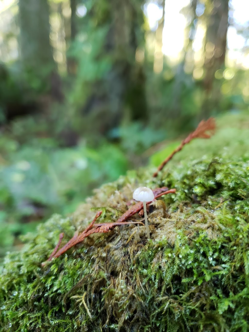 North Fork Loop Trail, | N Fork Loop Trail, Maple Ridge, BC V4R 1E3, Canada