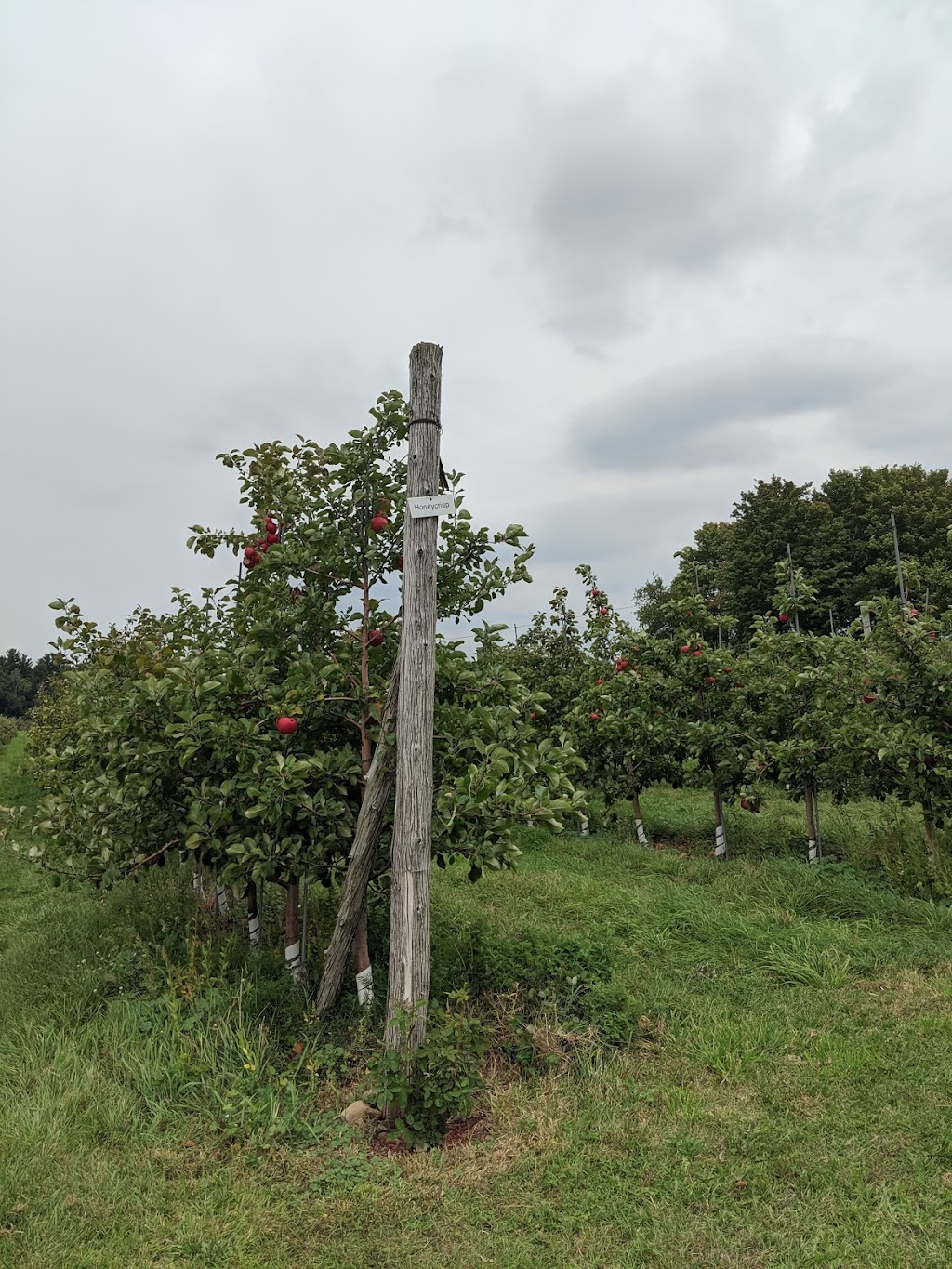 Frier Orchards — Rockburn Cidery | 2365 QC-202, Hinchinbrooke, QC J0S 1A0, Canada | Phone: (450) 264-2003