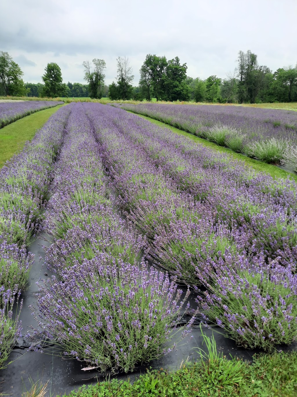 Stonewell Lavender Farm | 9762 Wellington Rd 42, Erin, ON N0B 1T0, Canada | Phone: (905) 757-8781