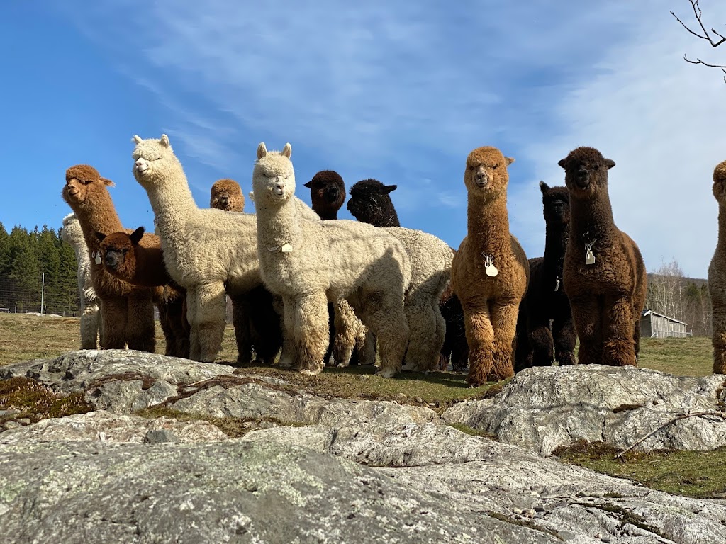 Ariya Alpacas | 411 Chem. de Brill, Bolton-Ouest, QC J0E 2T0, Canada | Phone: (514) 219-1637