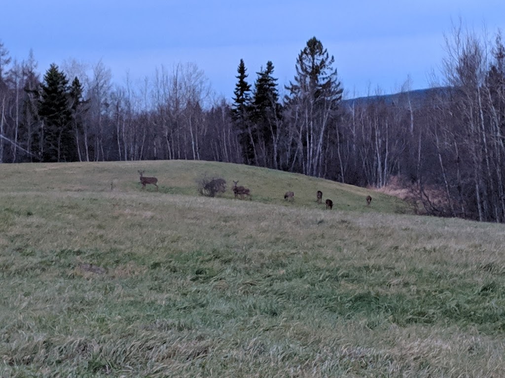 Sussex Bark Park | McLeod Dr, Sussex, NB E4E 2P5, Canada | Phone: (506) 432-4573