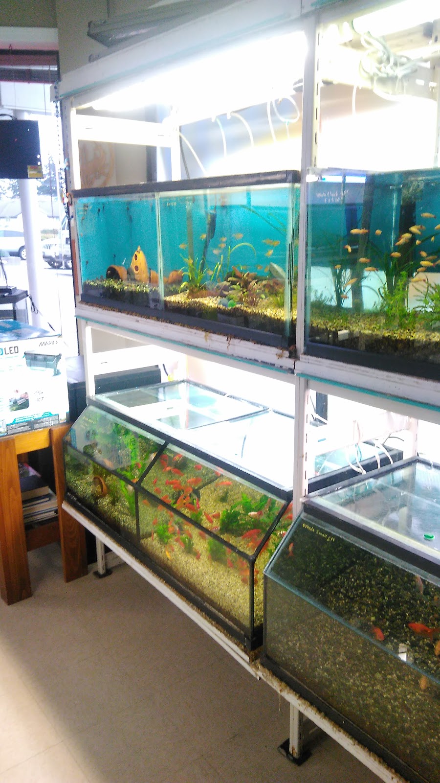 My Fish Tank | 1925 Bowen Rd #32, Nanaimo, BC V9S 1H1, Canada | Phone: (250) 585-5457