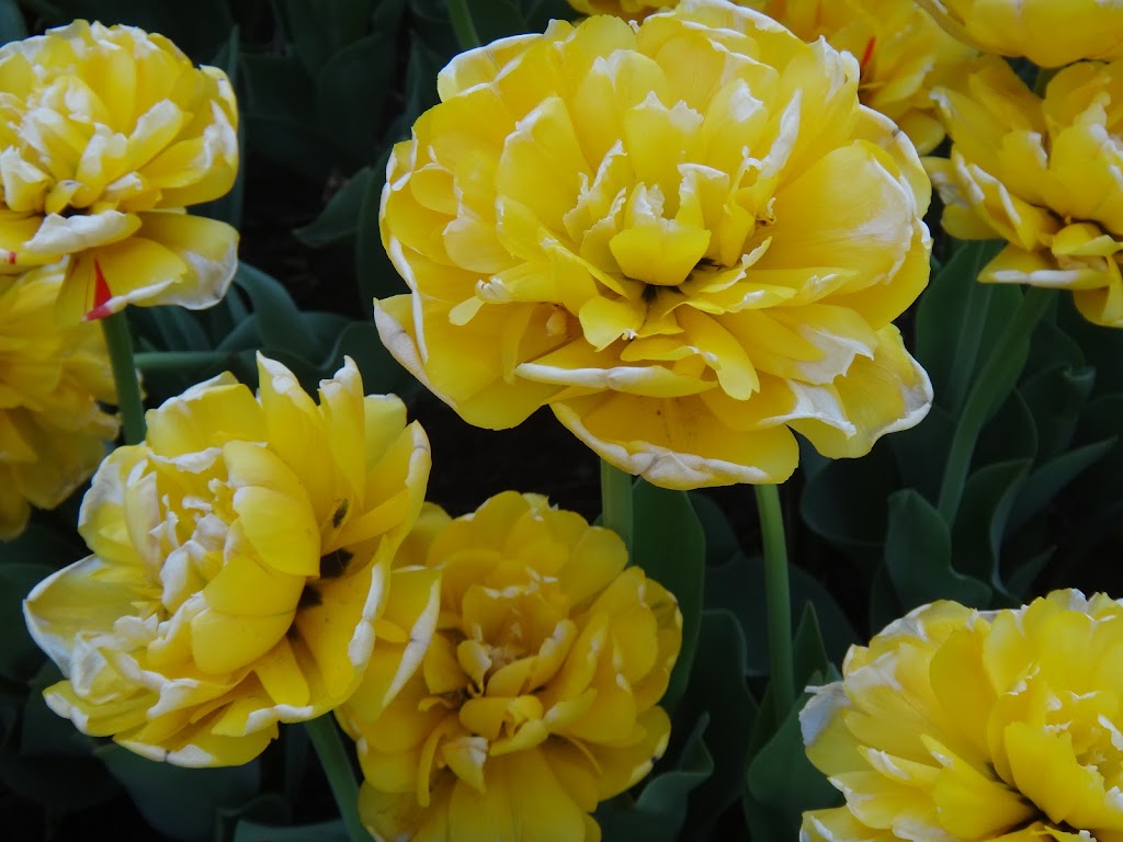 Canadian Tulip Festival | Queen Elizabeth Driveway, Ottawa, ON K1S 5K7, Canada | Phone: (800) 668-8547