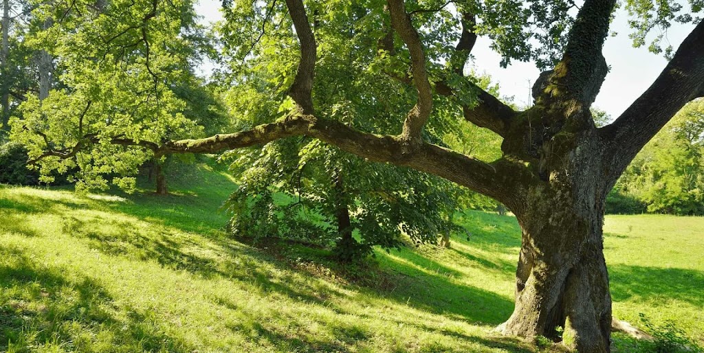 Quebec Pruning—Tree Services | 1820 Bd Bastien, Québec, QC G2B 1C5, Canada | Phone: (418) 952-8685