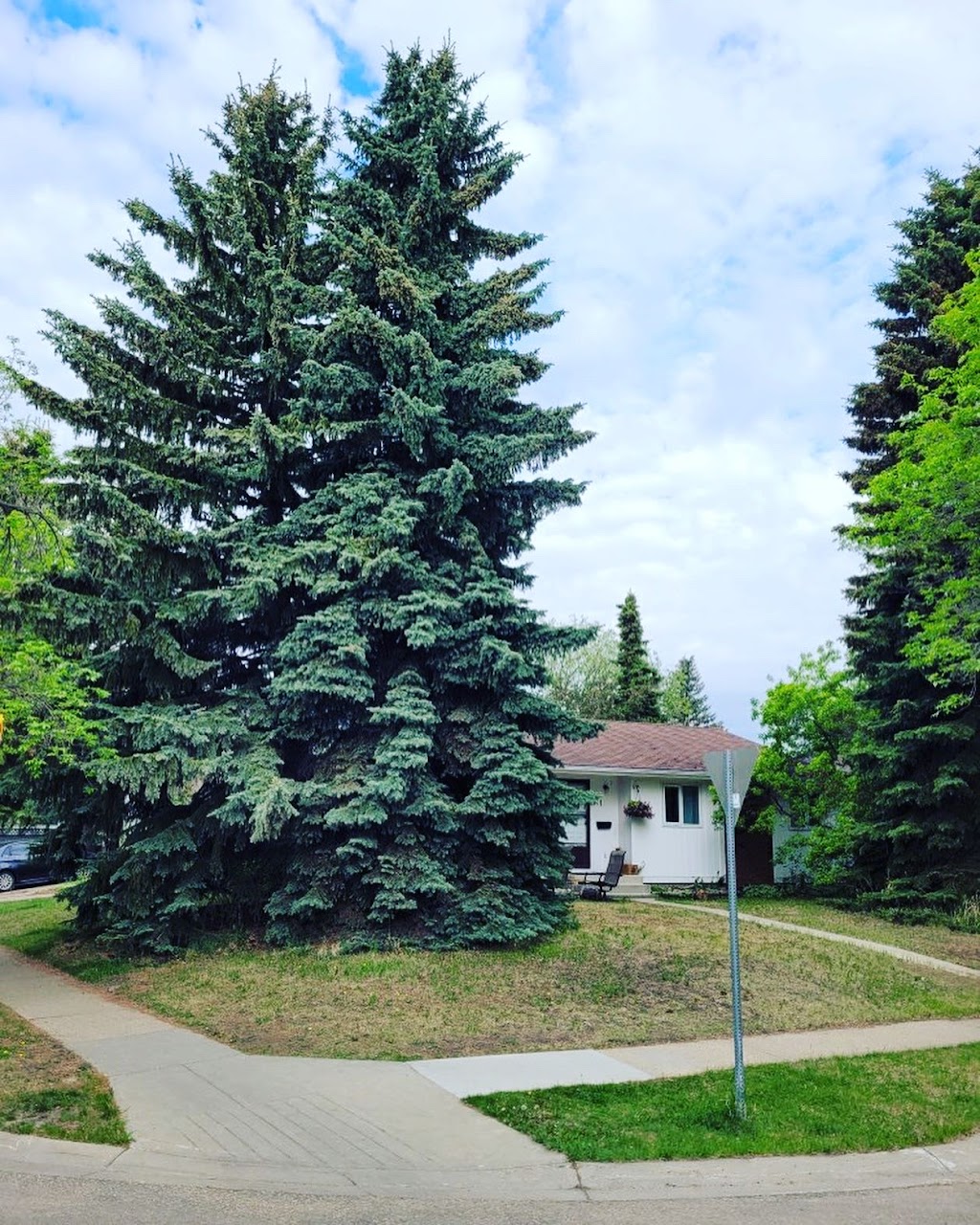 Buzz Cut Tree Service | 109 Dorchester Dr, St. Albert, AB T8N 4Y4, Canada | Phone: (780) 257-8746