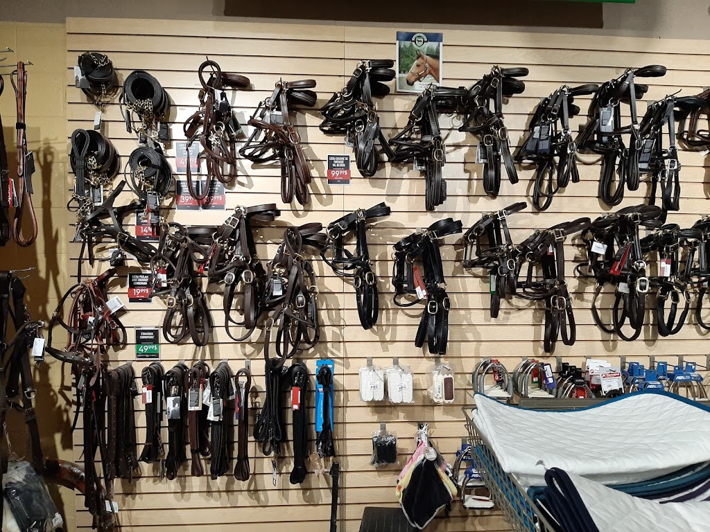 Greenhawk Equestrian Sport - Boucherville | 1200 Pl. Nobel, Boucherville, QC J4B 5L2, Canada | Phone: (450) 655-7111