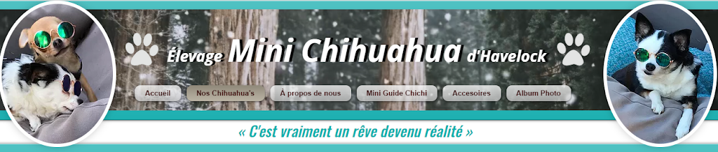 Élevage de Chihuahua Mini Chichi Havelock | 430 Rang St Charles, Saint-Chrysostome, QC J0S 1R0, Canada | Phone: (438) 826-3335