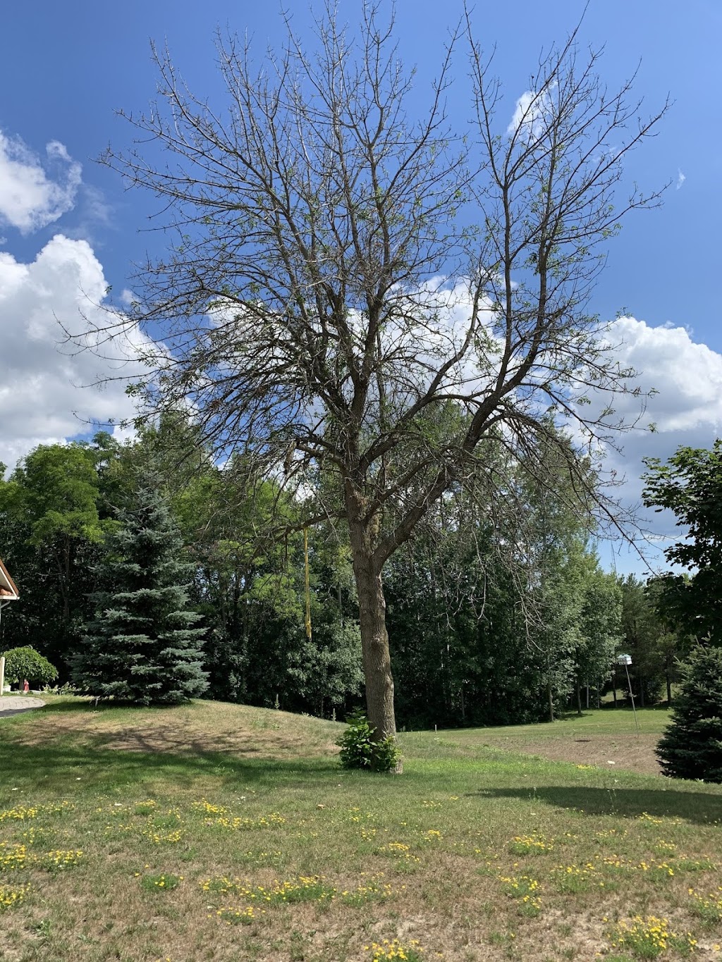 Ballantrae Tree Care | 5779 Aurora Rd, Whitchurch-Stouffville, ON L4A 7X4, Canada | Phone: (416) 347-6761