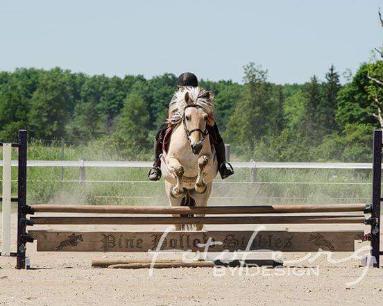 Pine Hollow Stables | 1738 Clyde Rd, Cambridge, ON N1R 5S7, Canada | Phone: (519) 620-3855