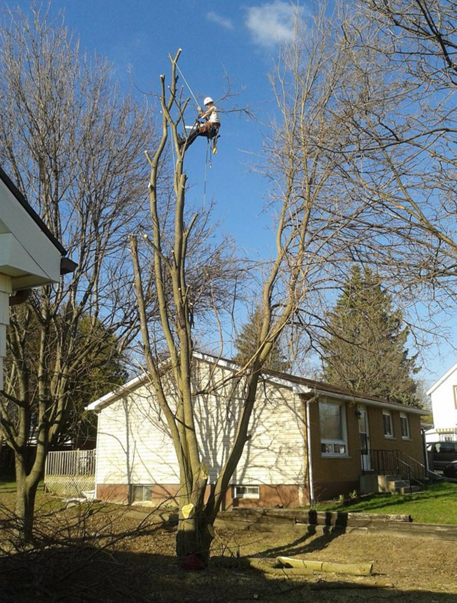 Colesons Tree Service | 423 Woodley Rd, Waterford, ON N0E 1Y0, Canada | Phone: (519) 770-6497