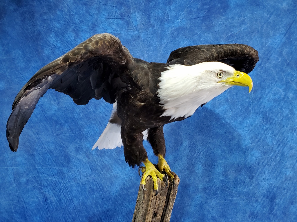 Mountain View Taxidermy | 102 Beech Crescent, Olds, AB T4H 1M1, Canada | Phone: (403) 556-6644