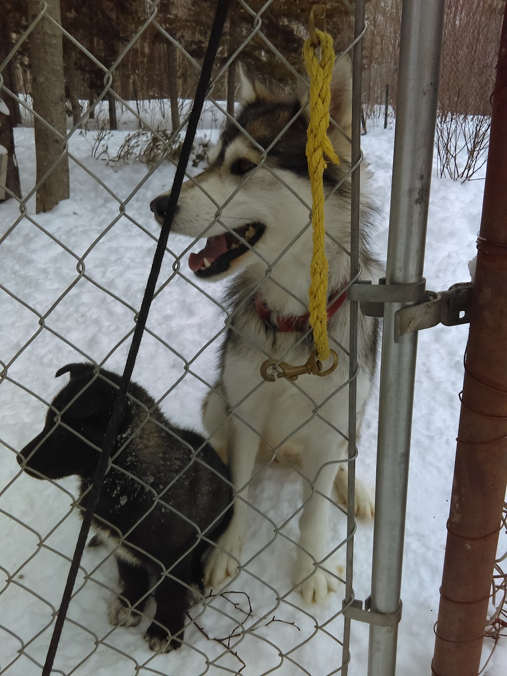 Chien Aventures/Sled Dog Adventures | 5586 route 134, Allardville Parish, NB E8L 1A8, Canada | Phone: (506) 583-1717