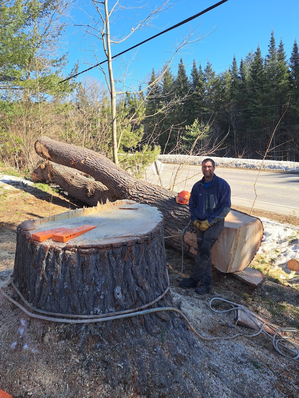 Haliburton Tree Care | 479 Mountain St, Haliburton, ON K0M 1S0, Canada | Phone: (705) 457-7199