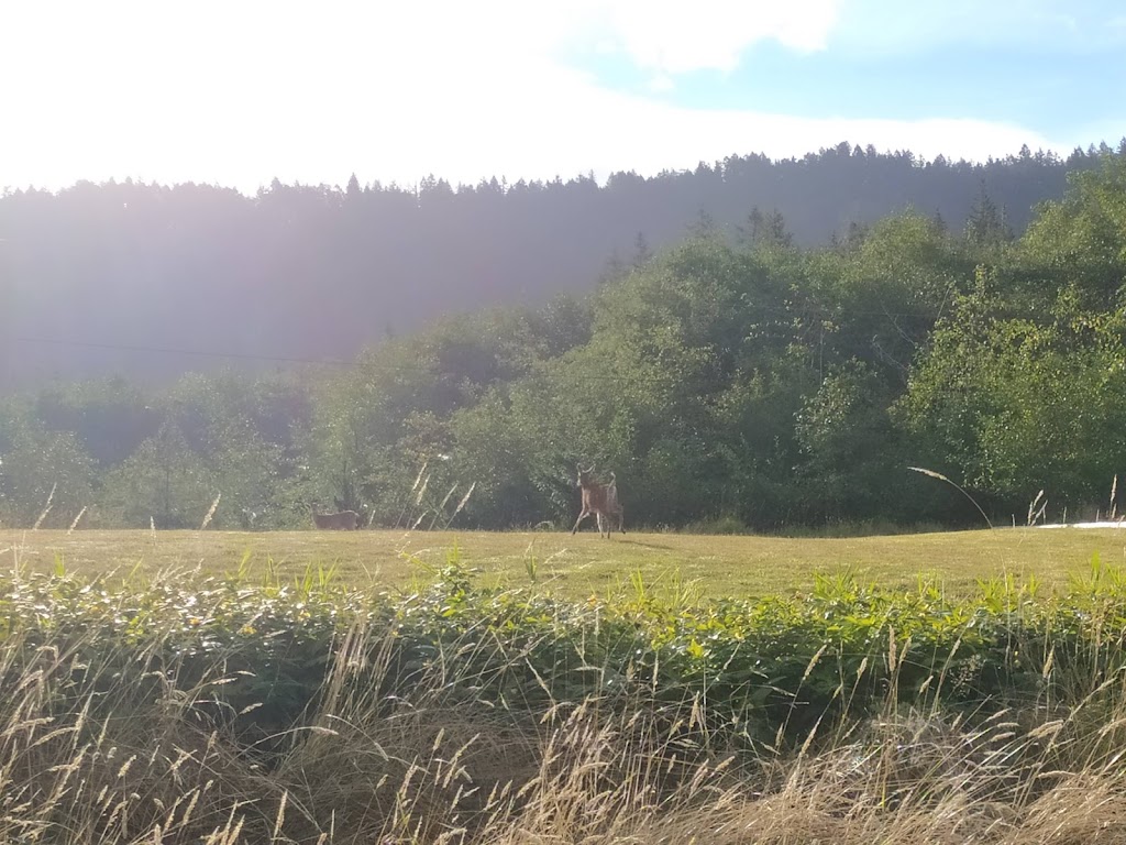 The Jeffrey Rubinoff Sculpture Park | 2750 Shingle Spit Rd, Hornby Island, BC V0R 1Z0, Canada | Phone: (778) 992-1400