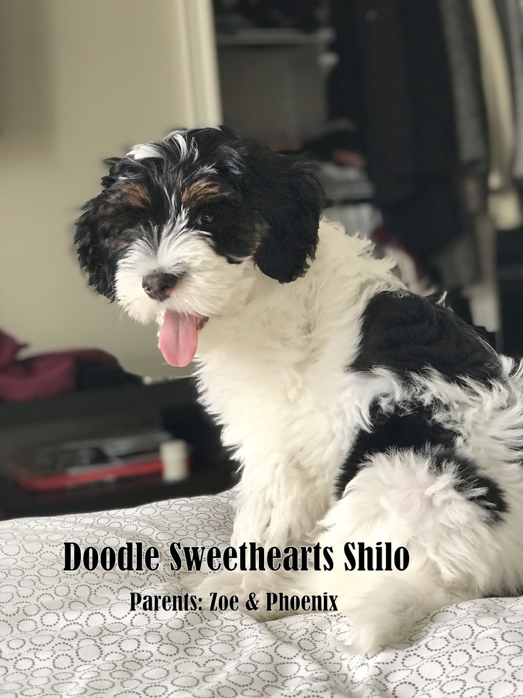 Doodle Sweethearts | 6492 Side Rd 6, Listowel, ON N4W 3G8, Canada | Phone: (519) 291-6633