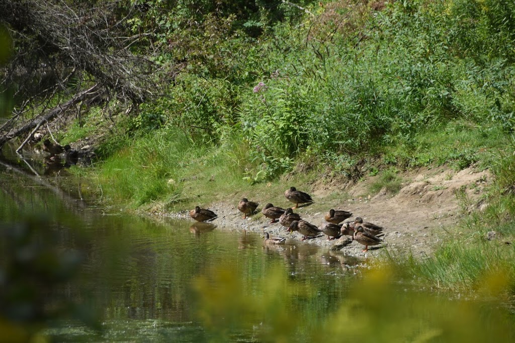 Macaulay Mountain Conservation Area | Clarke Rd, Prince Edward, ON K0K, Canada | Phone: (613) 354-3312