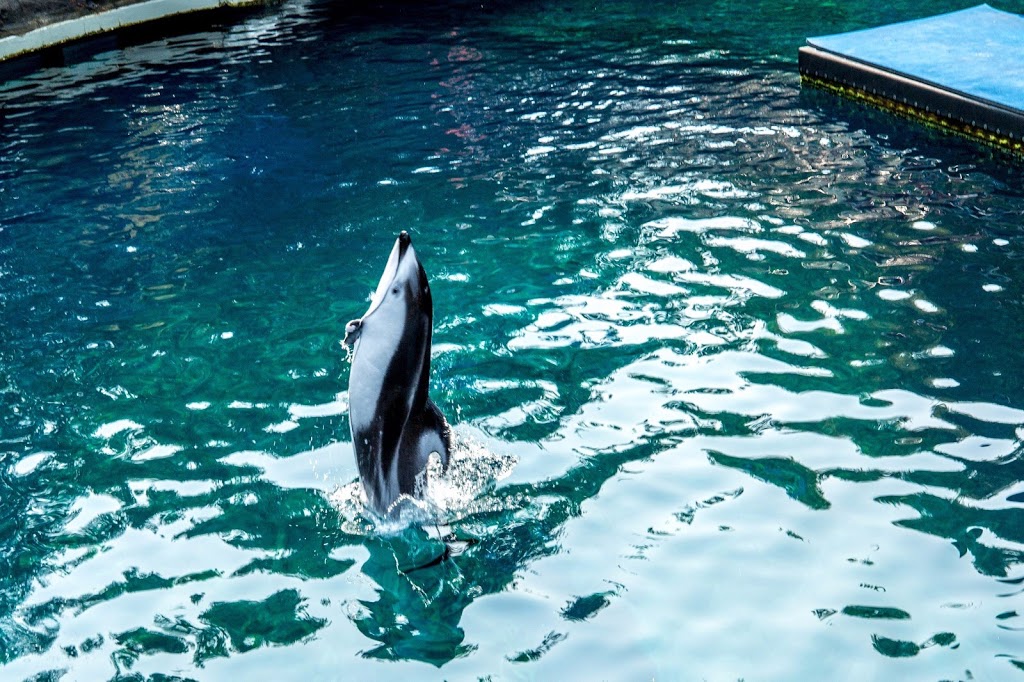 Vancouver Aquarium | 845 Avison Way, Vancouver, BC V6G 3E2, Canada | Phone: (604) 659-3474