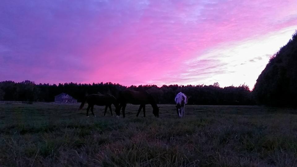 Valkyrie Stables | 7041 11th Line, Alliston, ON L9R 1V4, Canada | Phone: (416) 562-6245