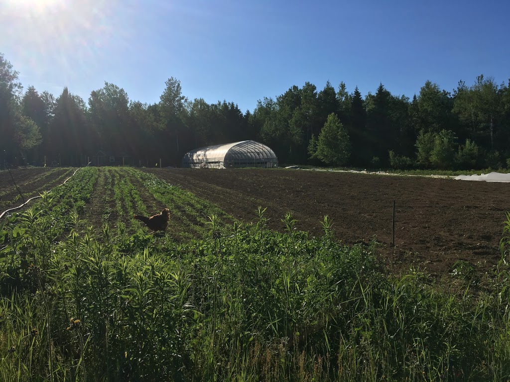 Ferme EcoLoko | 197 Rang des Collines, Brébeuf, QC J0T 1B0, Canada | Phone: (514) 295-2917